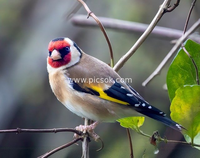 Vibrant Goldfinch Perched on a Branch - Natural Bird Photography Stock Photo