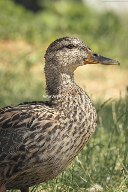 绿头鸭雌鸟特写 自然草地中的野生水禽