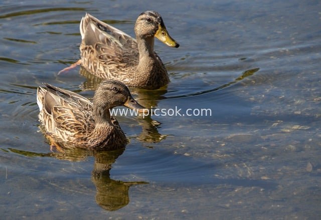 清澈水面上游弋的两只斑纹鸭 自然生态图片素材