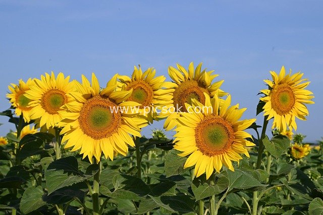 夏日向日葵花海 蓝天映衬明艳花田