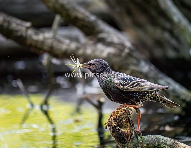 紫翅椋鸟叼虫喂食 自然野生动物摄影