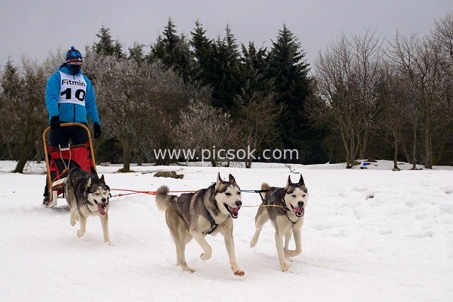 Dog Sled Racing on Snow: Dynamic Moments in the Czech Ore Mountains