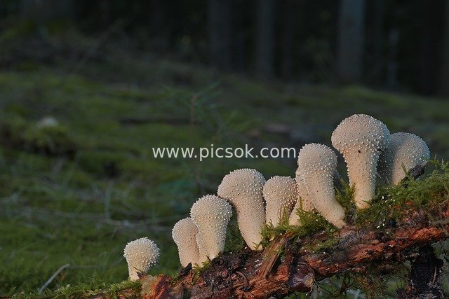 秋季森林苔藓木头上的白色马勃菌特写