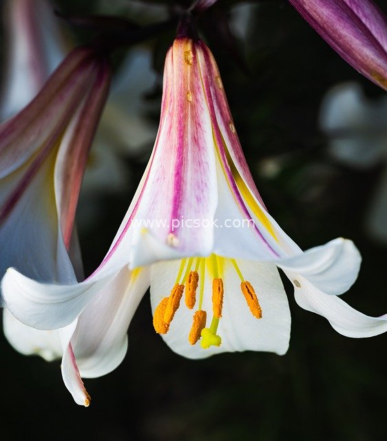 白色百合紫纹微距特写 清新自然花卉壁纸