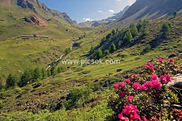 Alpine High Valley Hiking: Natural Beauty of Red Rhododendrons