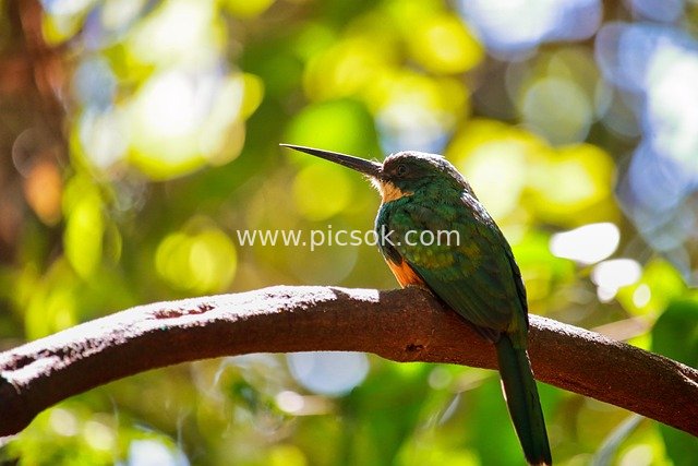 Long-billed Bird with Green & Orange Plumage Perched on Branch – Nature Ecology Photo