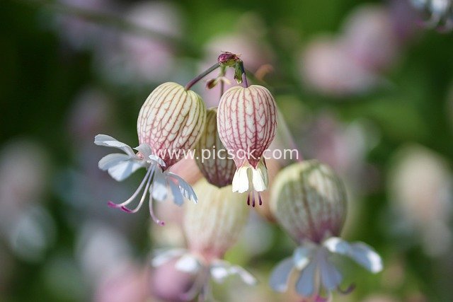 白色囊状紫纹花朵 膀胱豆娘花特写