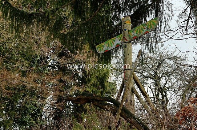 Painted Totem Pole: Creative Decoration in Natural Forest