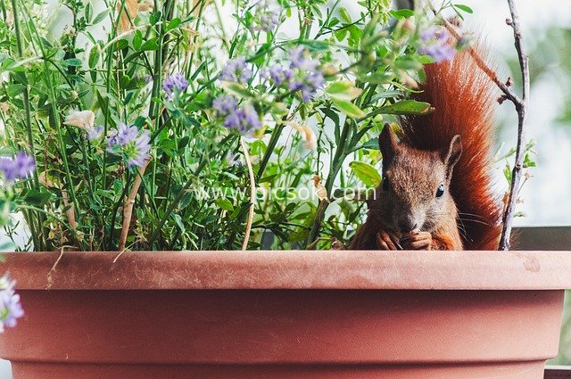 红松鼠在盆栽植物间觅食的自然场景