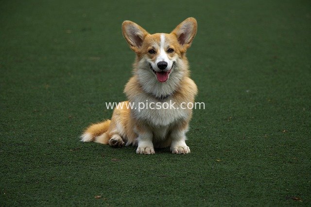 Smiling Pembroke Welsh Corgi on Green Grass - Adorable Pet Portrait