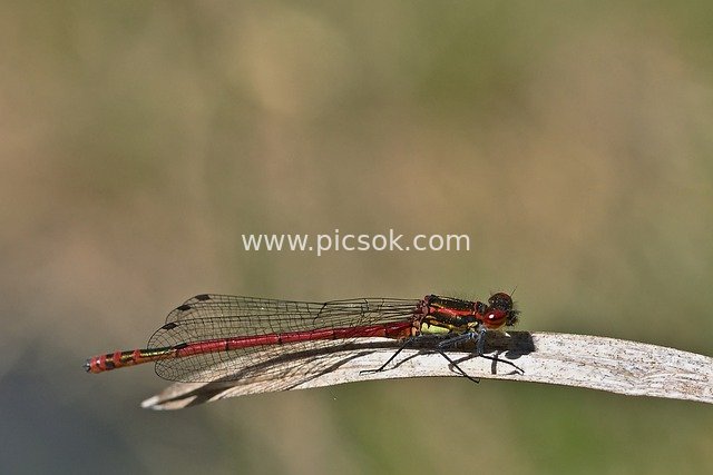 Red Damselfly Macro Close-up – Natural Ecological Insect Photography Stock
