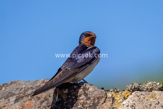 swallow, nature, bird, wildlife, ornithology, plumage, avian, perched, birdwatching, feathers, uk