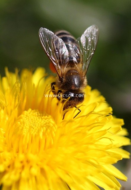 Close-up of a Bee Collecting Nectar on a Yellow Dandelion