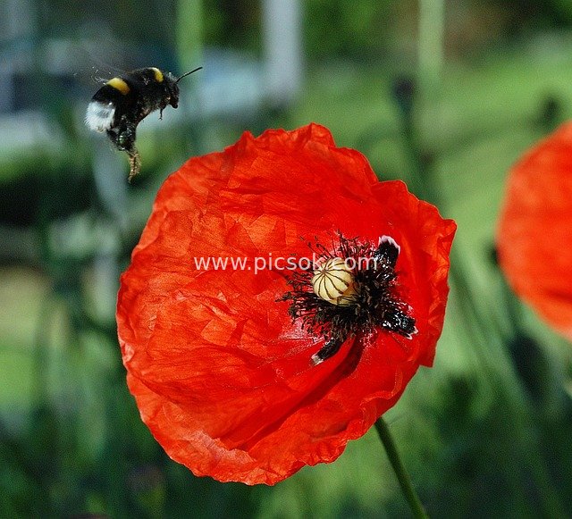 Bumblebee Pollinating Red Poppy: Macro Shot Captures Vibrant Garden Moment