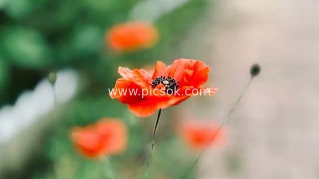 鲜艳红色罂粟花 自然花卉背景壁纸素材