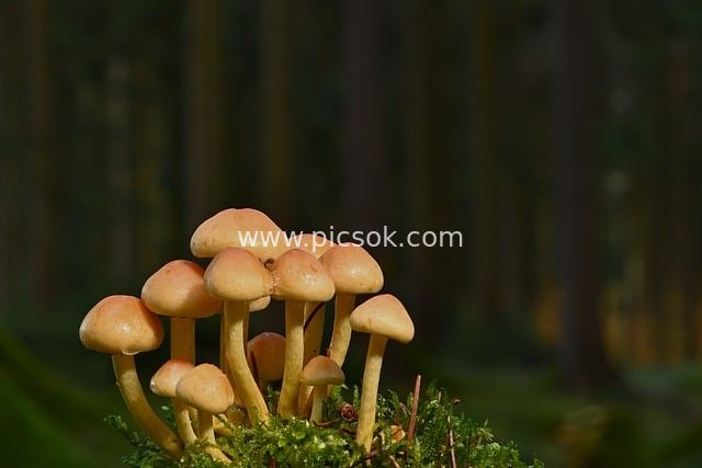 森林苔藓上的小蘑菇 自然生态微距摄影