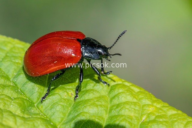Close-up of Chrysomela populi: A Natural Moment Between Red Elytra and Green Leaves