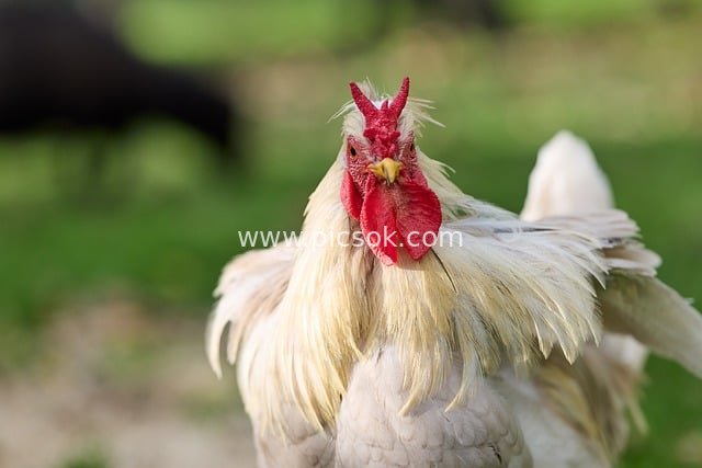 农场户外白色公鸡特写 红冠白羽尽显威严