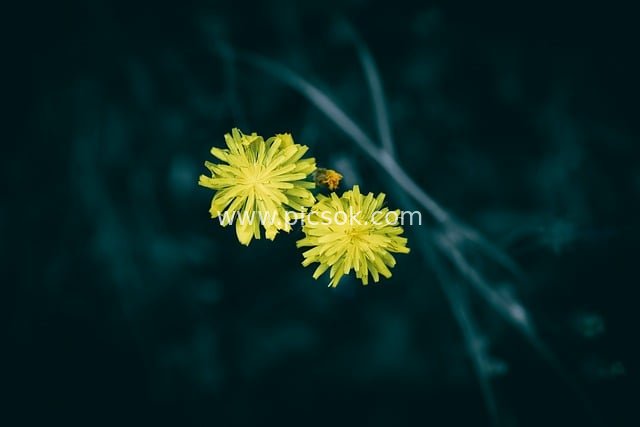 Close-up of Yellow Wildflowers - Fresh Natural Floral Background Material
