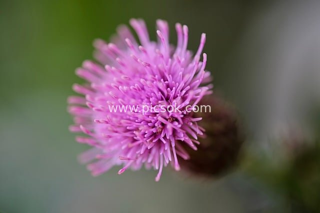 紫色蓟花特写 野生野花自然背景图