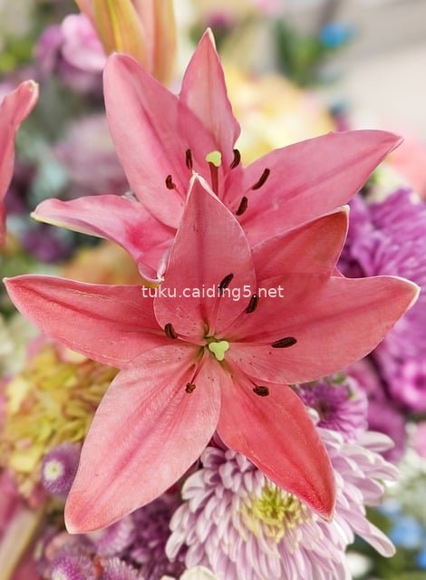 粉色百合花卉特写 清新自然花束壁纸素材