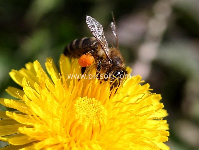 Bee Gathering Nectar on Dandelion: A Diligent Insect on Golden Flowers