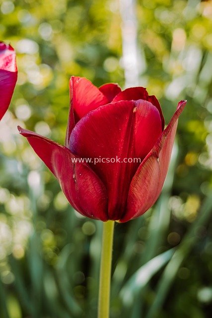 春日花园绽放的红色郁金香特写