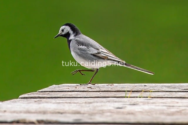 白鹡鸰立于木板 野生鸟类自然场景