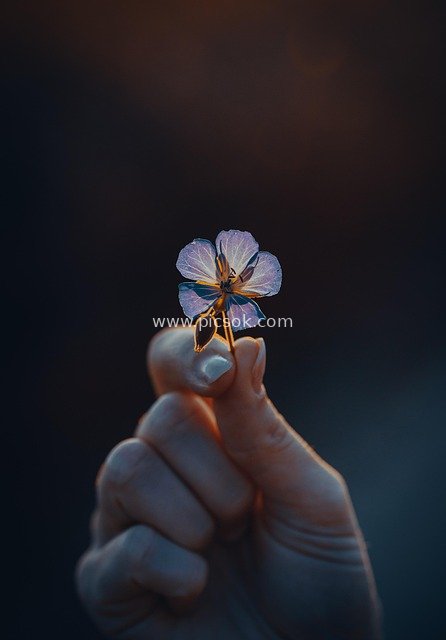 黄昏暮色中手拈紫蓝花瓣花的治愈瞬间