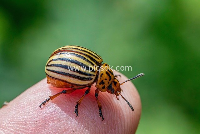 Macro Close-up of Colorado Potato Beetle – Agricultural Pest Material