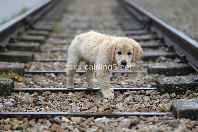 Light Golden Retriever Puppy on Railway Tracks: Adorable and Charming