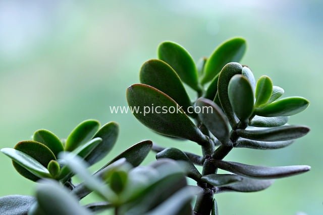 清新多肉植物 翠绿叶片室内绿植特写