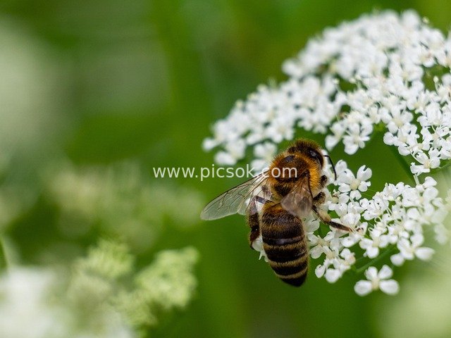 Close-up of a Bee Collecting Nectar: A Diligent Pollinator on White Umbel Flowers