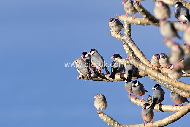 爪哇雀群栖树枝 蓝天自然野生动物素材
