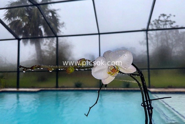 雨后白蝴蝶兰带露珠 泳池旁热带清新景