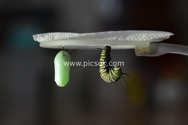 Monarch Caterpillar Pupating: A Magical Instant of Life Transformation