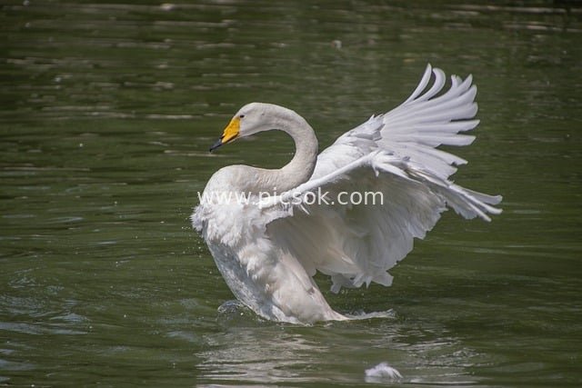 水面展翅的白天鹅 自然灵动之美
