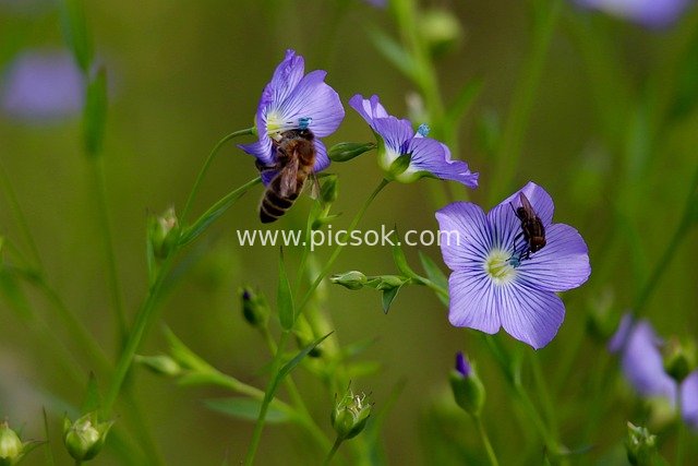 蜜蜂授粉亚麻蓝花 春日昆虫生态画面