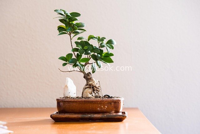 安静客厅中的 bonsai 室内植物装饰摆件
