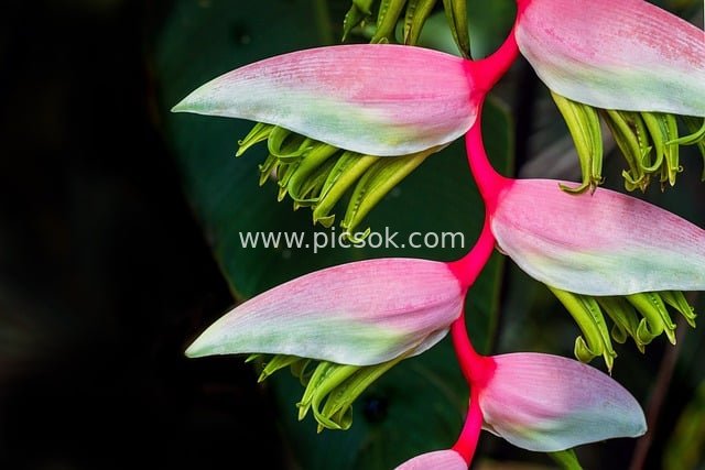 鲜艳粉色蝎尾蕉 热带花卉特写摄影素材