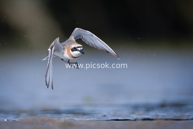 Small Bird Spreading Wings Over Water | Nature Wildlife Photography Resource