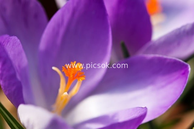 紫色番红花特写 春日自然花卉高清素材