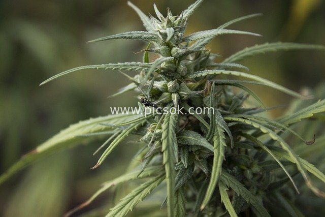Close-up of Medicinal Hemp Plant: Macro Agricultural Photo of Green Leaves