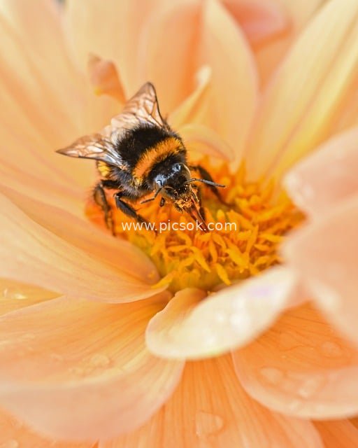 Dahlia Pollination: Macro Ecological Beauty of Bumblebees and Pink Dahlias