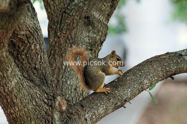 树枝上觅食的松鼠 自然野生动物场景