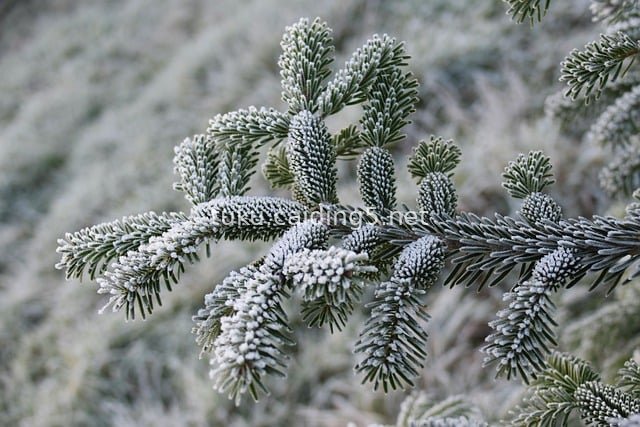 霜覆冷杉枝 冬日自然雪景圣诞素材图