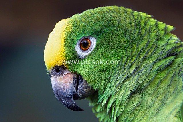 黄冠亚马逊鹦鹉特写 翠绿羽毛与黄色额冠