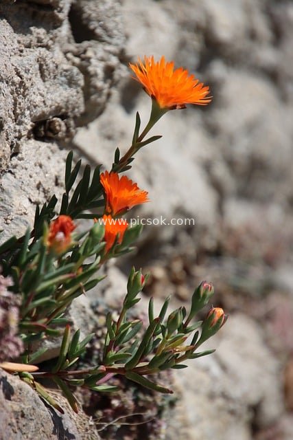 岩石墙旁的橙色多肉花 自然明亮绽放