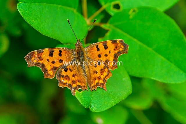 mother-of-pearl butterfly, butterfly, edelfalter, insect, wing, entomology, vanessa atalanta, wildlife, eco system, flora, nature