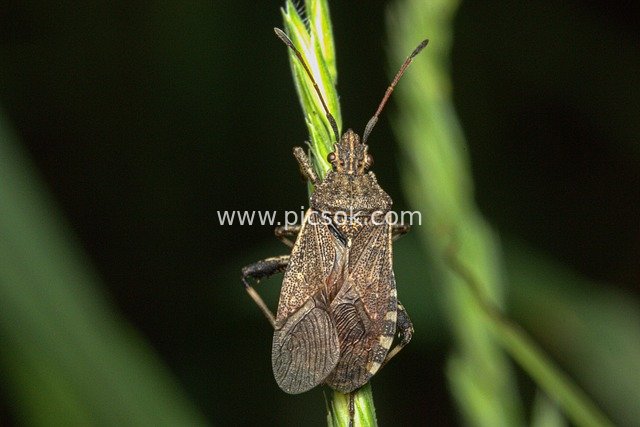 微距特写：棕色椿象栖息草茎的自然瞬间